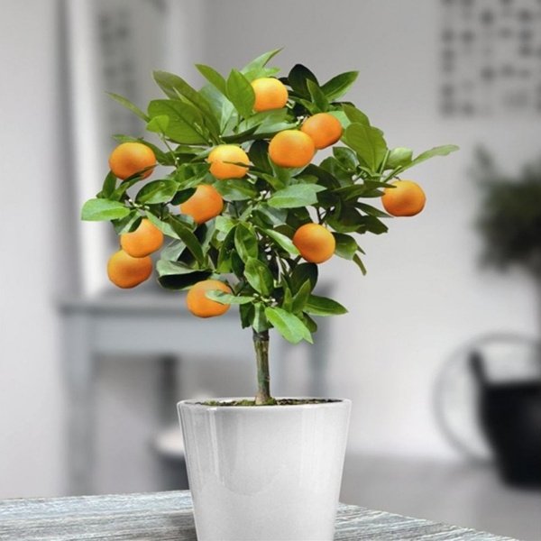dvärg apelsinträd kruka hem vatten dränering hål