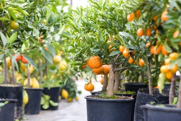 dvärg apelsinträd planter liten trädgård balkong