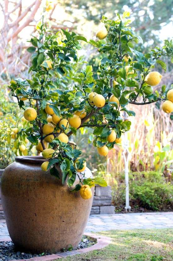 Citron trädkruka hink trädgård balkong växa