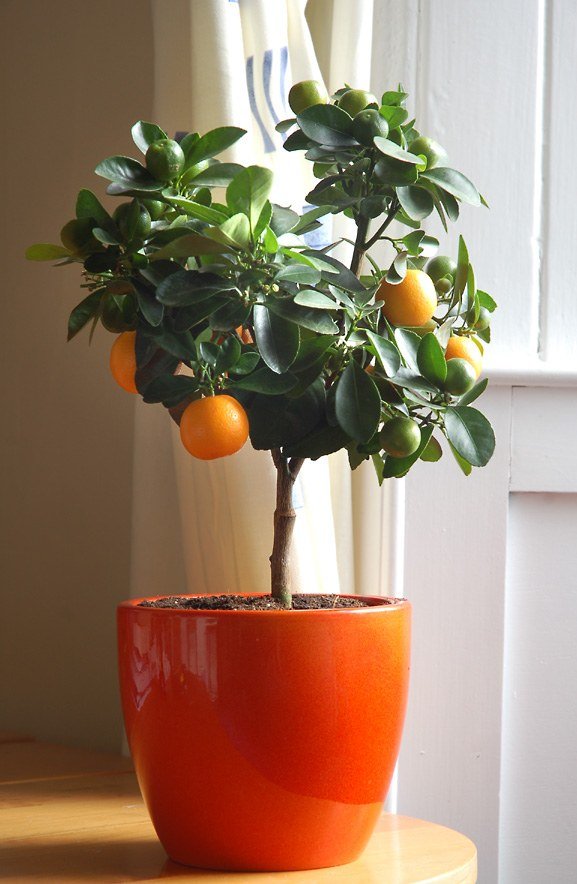 citrusfruktträdplanter fönsterbrädan växer