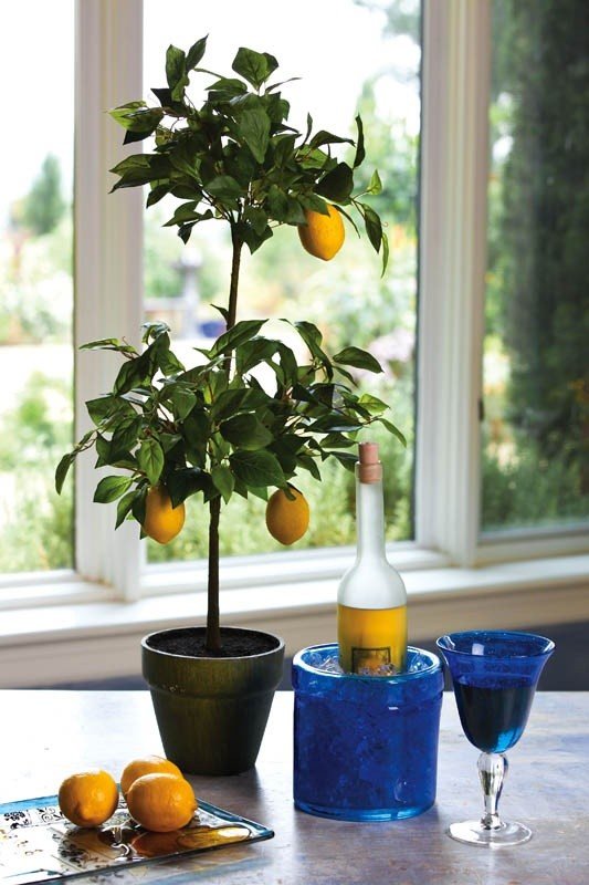 Dvärgfruktträd i citronträdkrukor hemma