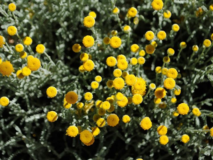 cypress-heliga örtväxter sommar-blomma-värmetolerant-medelhavet