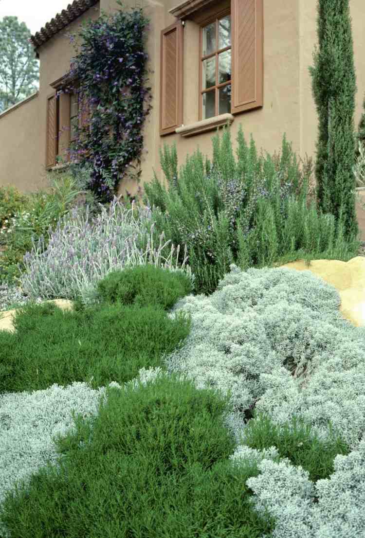 Cypress-heliga-ört-växter-marktäcke-idé-säng-trädgård