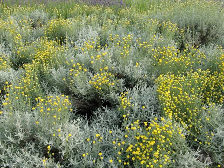 Cypress-heliga ört-växter-äng-mark täck-färg-trädgård