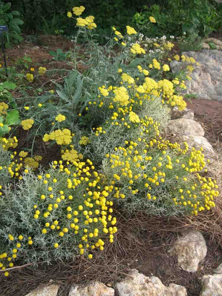 Cypress-heliga örtväxter-sten-trädgård-idé-bar-buske-blomning-tid-sensommar