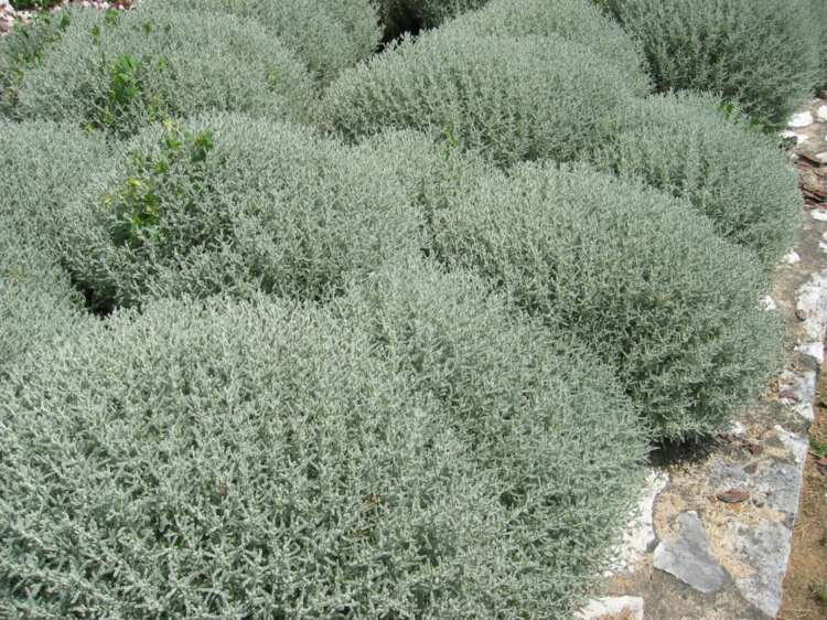 cypress-heliga-ört-växter-buske-design-frodiga blad