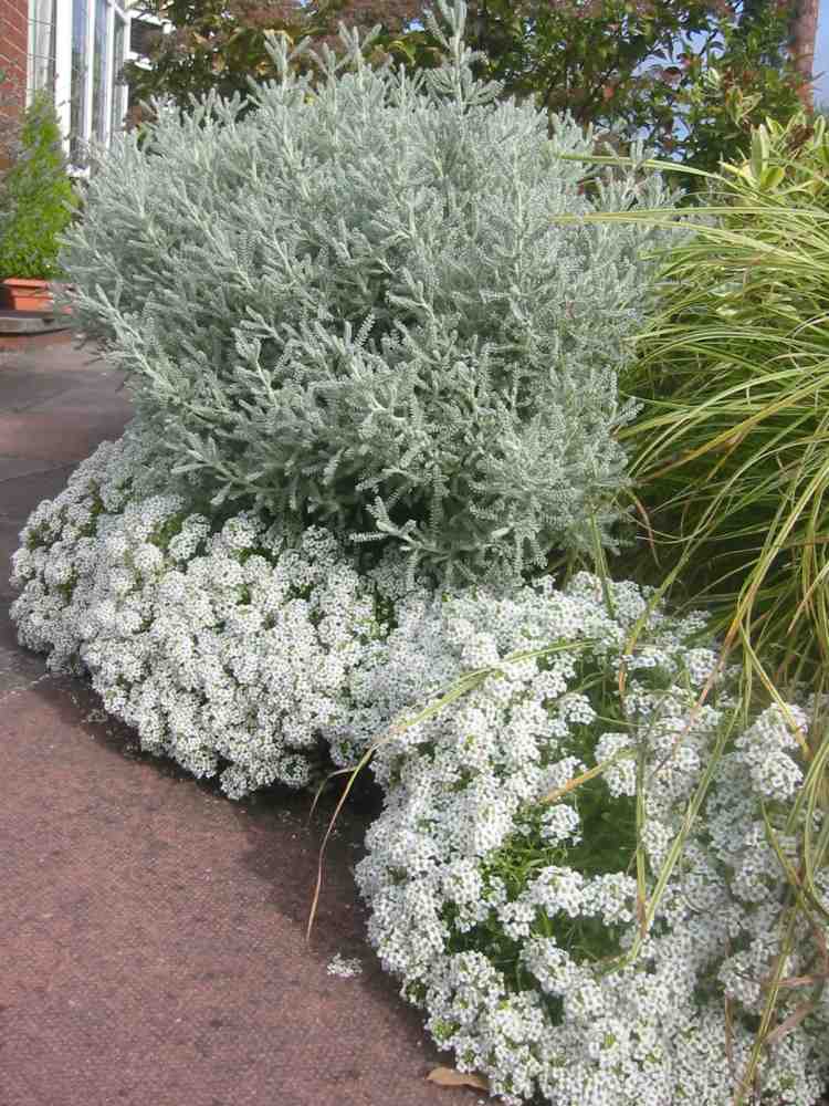cypress-heliga ört-växter-trädgård-stig-kant-dekorera-vita-blomma-buskar