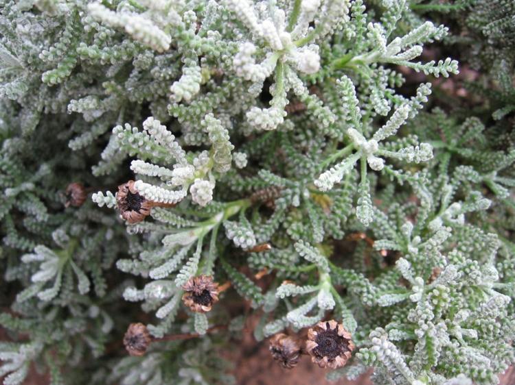Cypress-heliga-örtväxter-santolina-chamaecyparissus-silver-färg-stjälkar