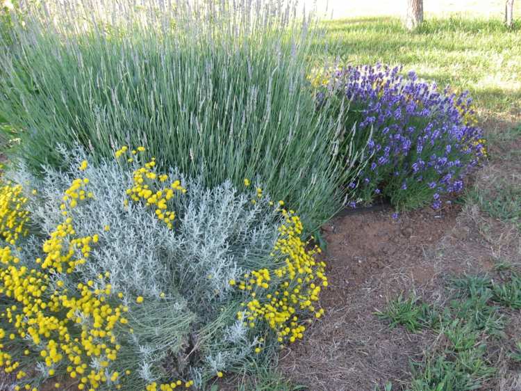 cypress-helig-ört-växter-lavendel-graeser-modern-landskapsarkitektur