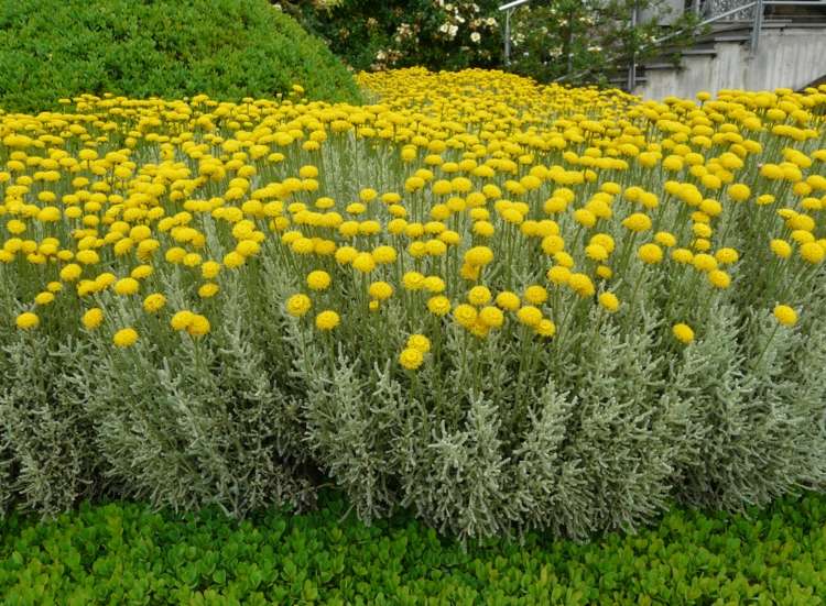 Cypress-heliga örtväxter buxbom-kombination-grönt-markskydd-trädgård-idé